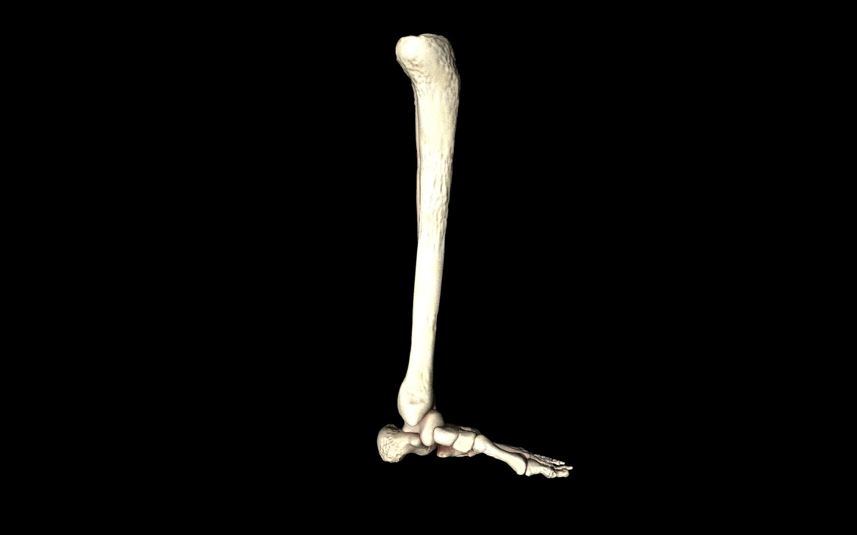 3d ankle joint bones https://p.turbosquid.com/ts-thumb/tc/ST3Uno/6YVPkiuC/22/jpg/1374744479/1920x1080/fit_q87/1a54c1bf2fb12523e260a054c4c62de5d24bf4f8/22.jpg