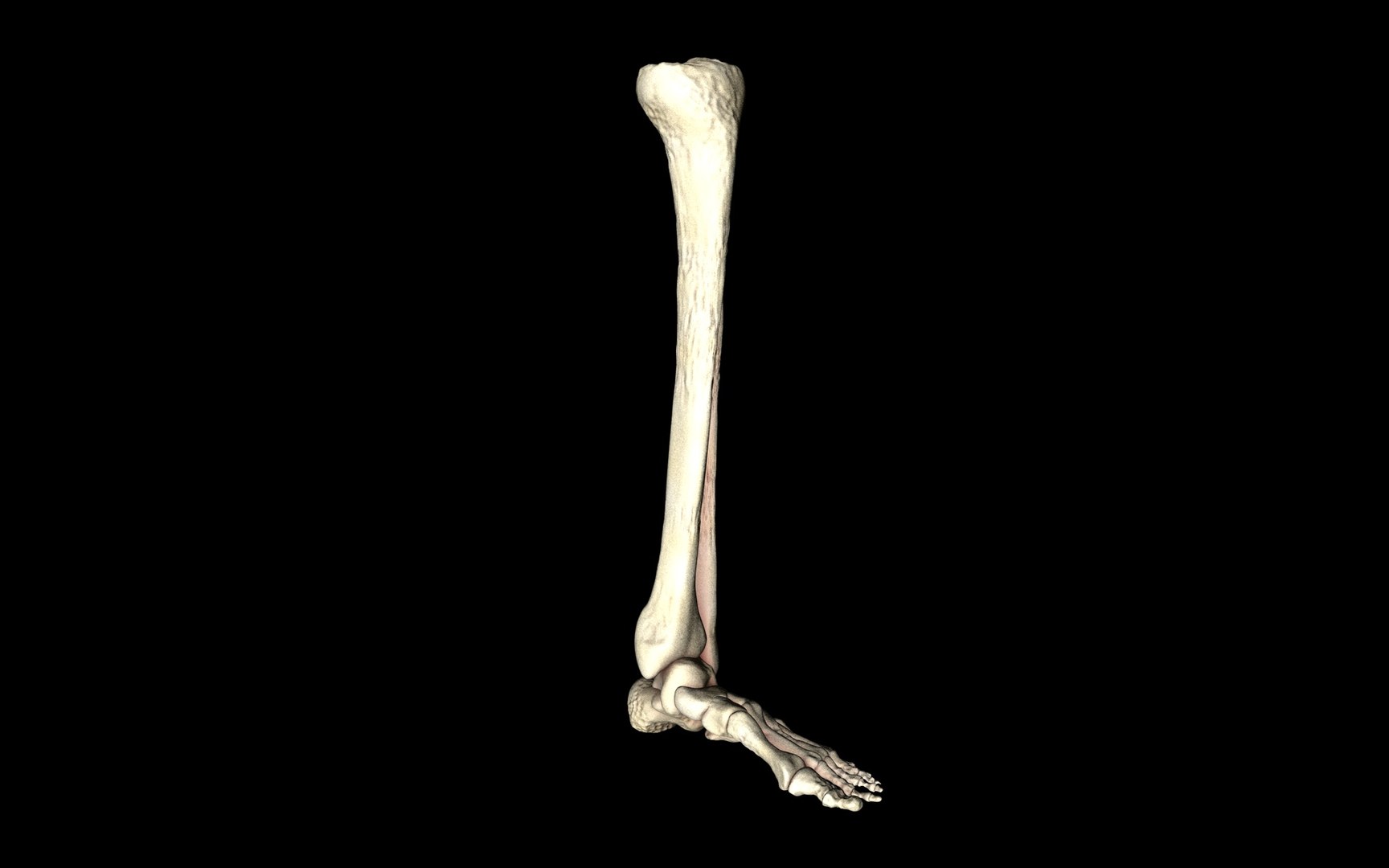 3d ankle joint bones https://p.turbosquid.com/ts-thumb/tc/ST3Uno/8SsdegWj/16/jpg/1374744419/1920x1080/fit_q87/10e17fa767d36879ac8d23cf0d0e90e7313a39a6/16.jpg