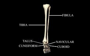 Ankle Joint Bones