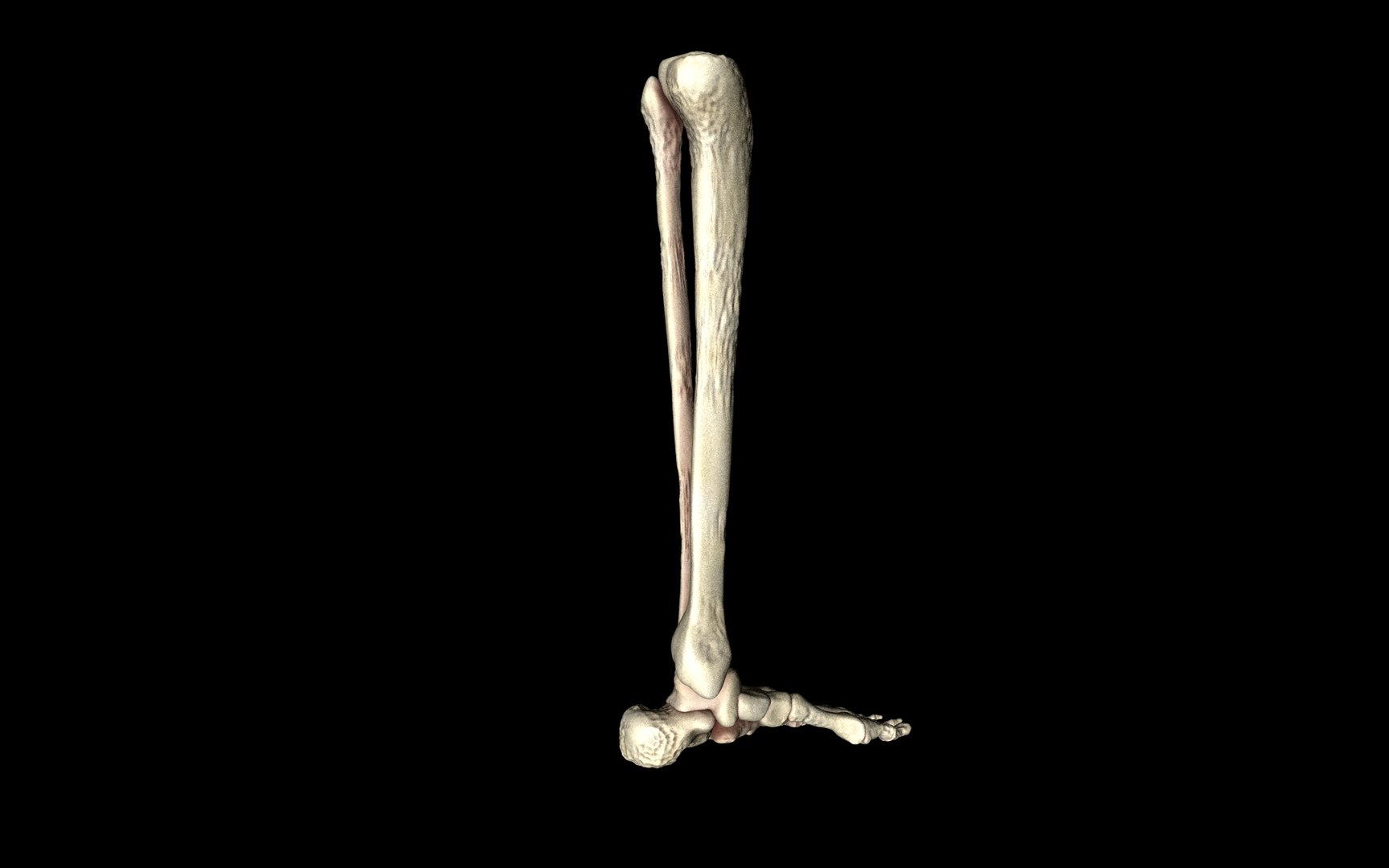 3d ankle joint bones https://p.turbosquid.com/ts-thumb/tc/ST3Uno/B7VrV6vp/27/jpg/1374744539/1920x1080/fit_q87/f32d1c105522184451cb102301880e4828a54931/27.jpg