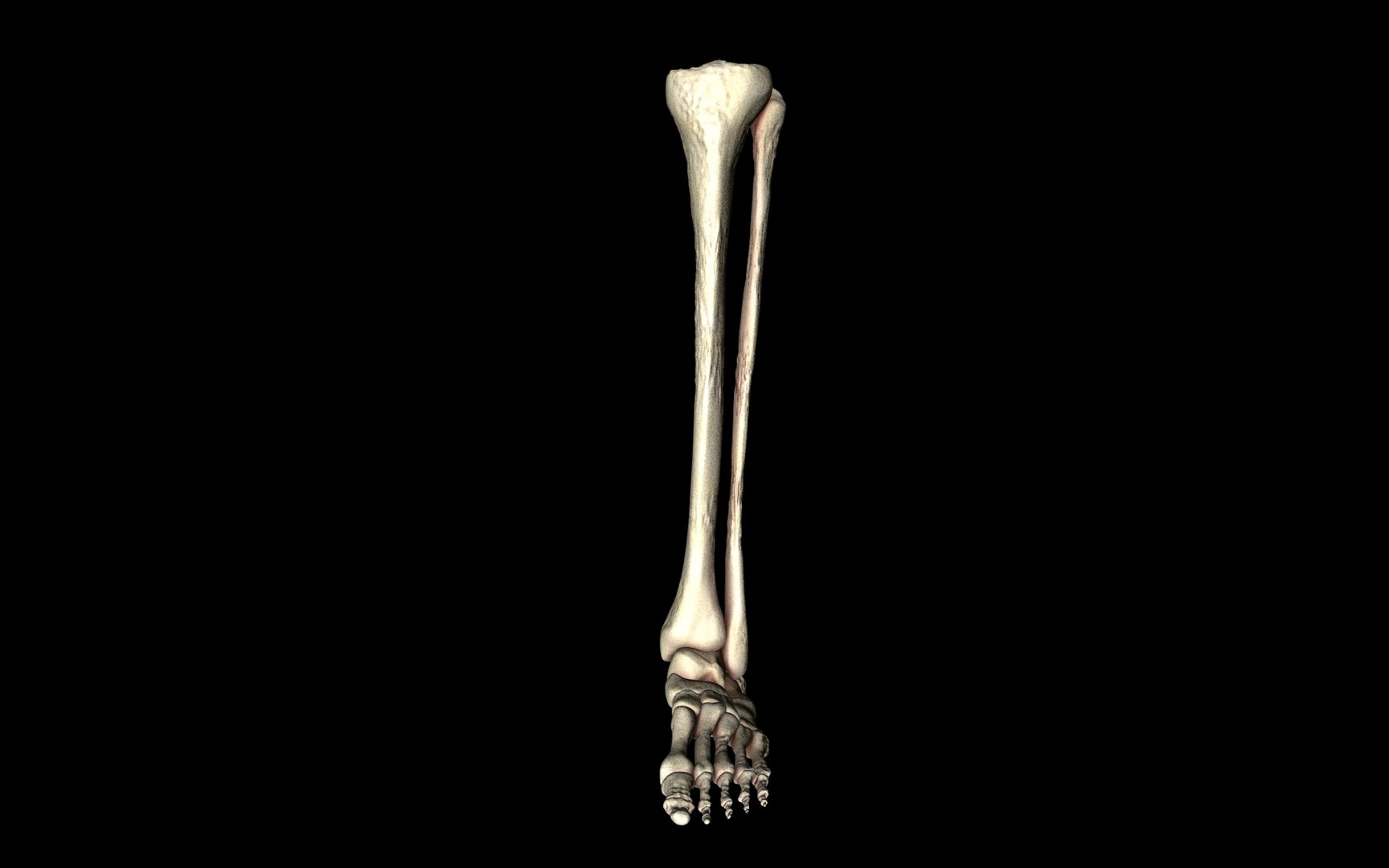 3d ankle joint bones https://p.turbosquid.com/ts-thumb/tc/ST3Uno/Bv6opyJC/68/jpg/1374744884/1920x1080/fit_q87/654c22d98feefc15c66fc1a2cef7c23aef8c5832/68.jpg