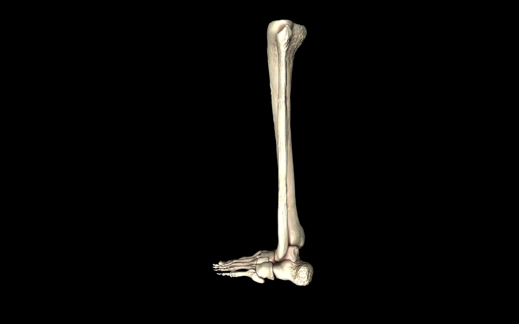 3d ankle joint bones https://p.turbosquid.com/ts-thumb/tc/ST3Uno/D3lYRGox/44/jpg/1374744688/1920x1080/fit_q87/8af0e725f743650f4bafd9aba7761978d915e9cb/44.jpg