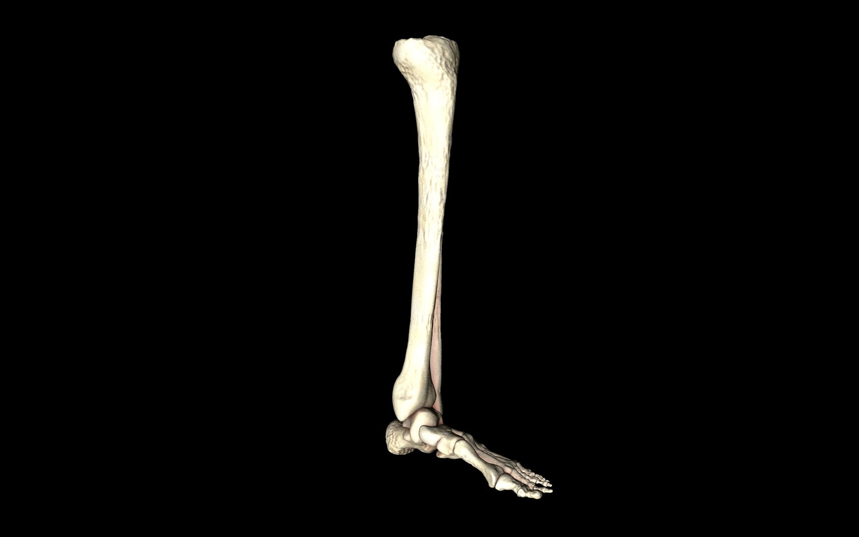 3d ankle joint bones https://p.turbosquid.com/ts-thumb/tc/ST3Uno/EIYWNSIm/17/jpg/1374744429/1920x1080/fit_q87/209e2757f9b44167645ad18c511255feadf0d448/17.jpg