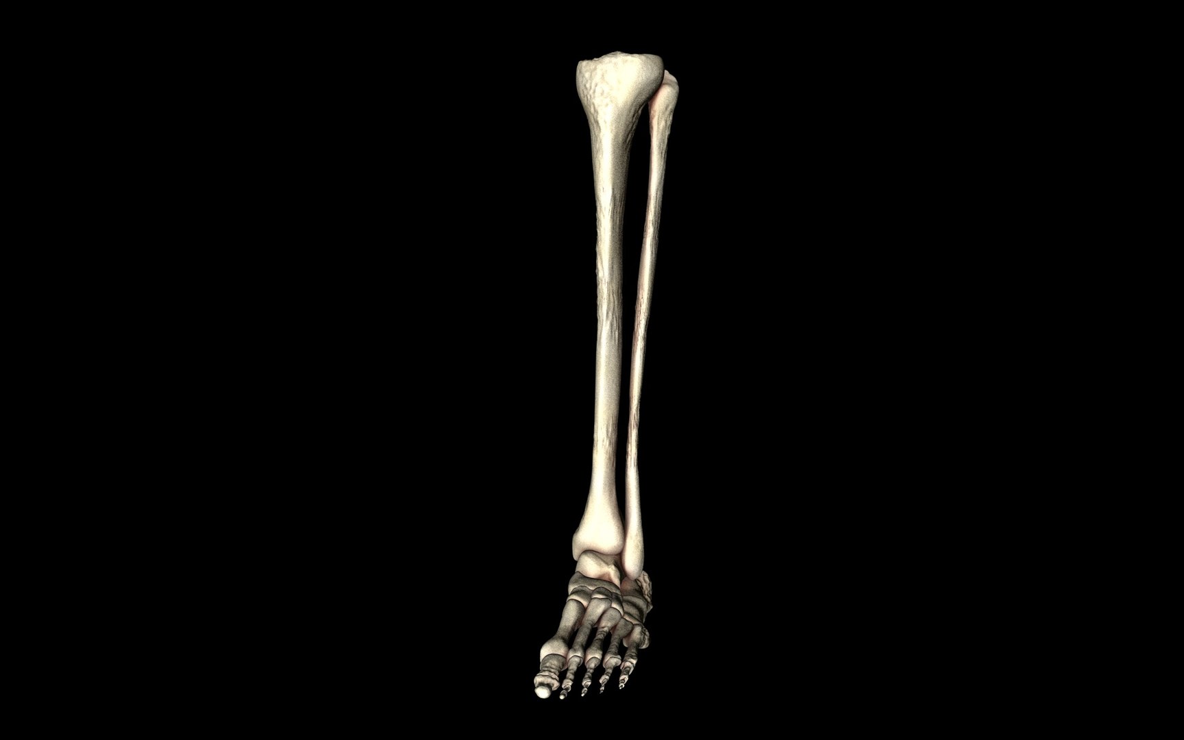 3d ankle joint bones https://p.turbosquid.com/ts-thumb/tc/ST3Uno/Is3zqFFQ/63/jpg/1374744838/1920x1080/fit_q87/01cb05f916f3fd7e3dc900c93d6453d03b0c6cf1/63.jpg