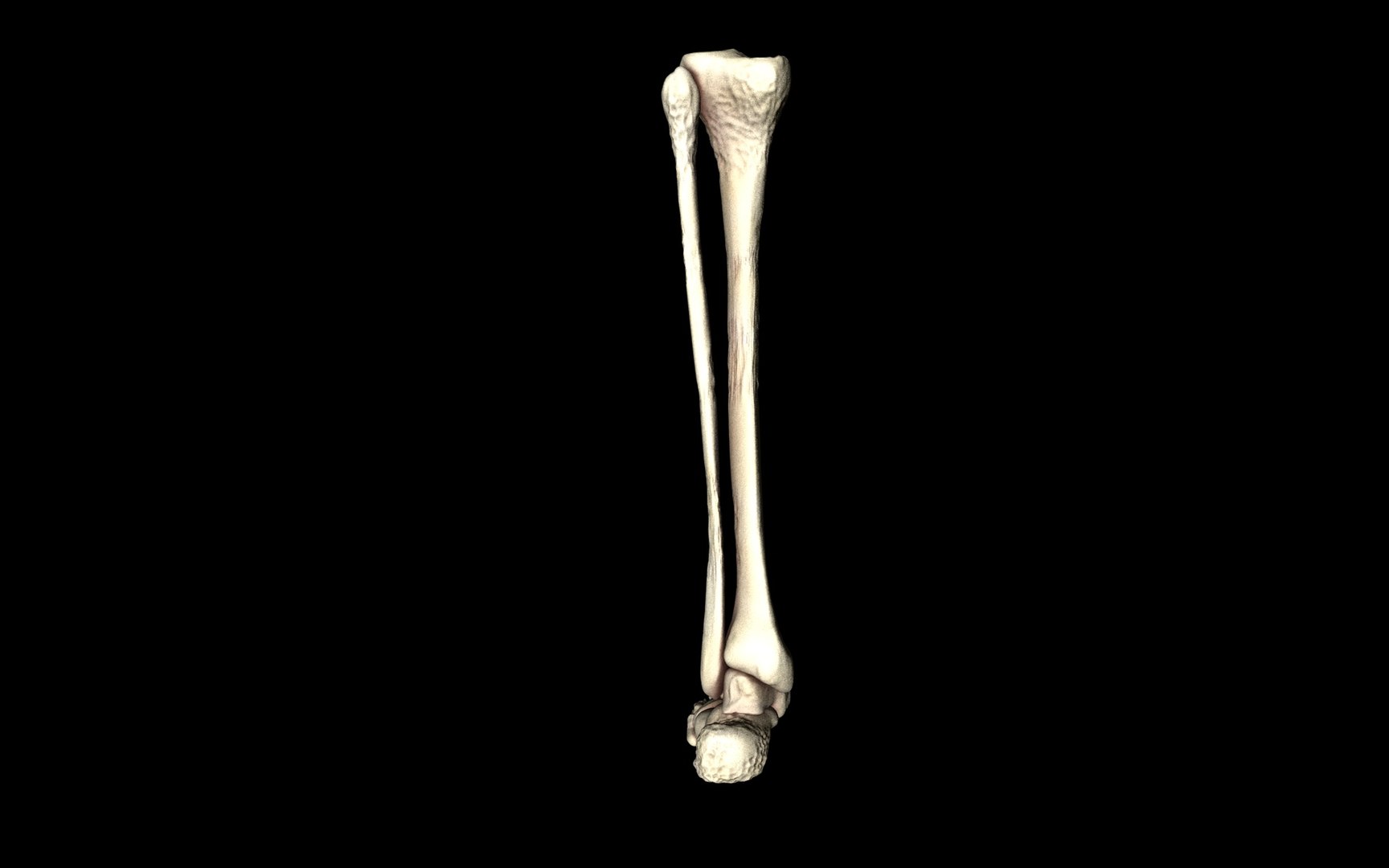 3d ankle joint bones https://p.turbosquid.com/ts-thumb/tc/ST3Uno/J1ULOs0I/35/jpg/1374744607/1920x1080/fit_q87/d6cf0e30f8f8bb51f29a66a8086f9772dde2b4ae/35.jpg
