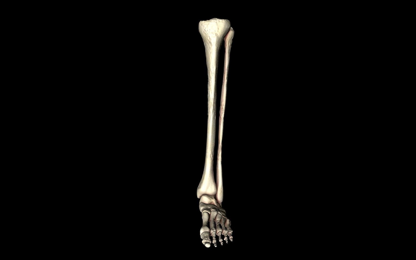 3d ankle joint bones https://p.turbosquid.com/ts-thumb/tc/ST3Uno/JMq5LYJp/1/jpg/1374744219/1920x1080/turn_fit_q99/8af38a8d5915370834618936e45690c7c5b59693/1-1.jpg