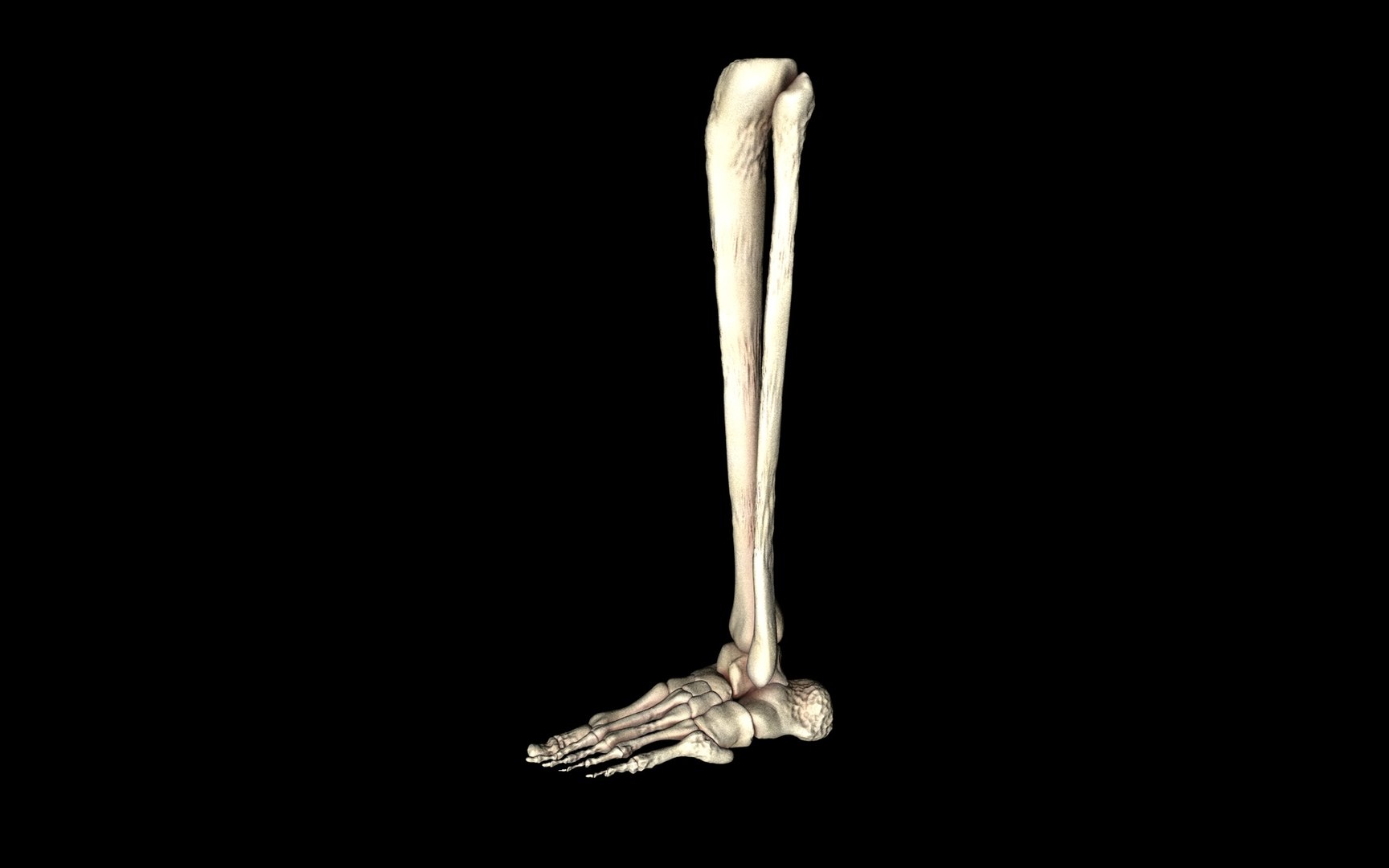 3d ankle joint bones https://p.turbosquid.com/ts-thumb/tc/ST3Uno/Ju8cdkIz/51/jpg/1374744747/1920x1080/fit_q87/9b417782a3b43d44c471ebe614c7fb03c6e3a6fa/51.jpg