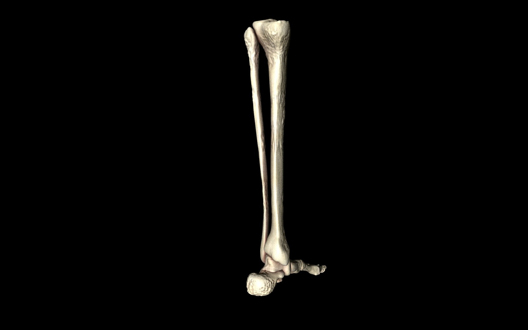 3d ankle joint bones https://p.turbosquid.com/ts-thumb/tc/ST3Uno/KcZza8c4/31/jpg/1374744576/1920x1080/fit_q87/966049431d750e25e101ffbc6c989e0b46c0e532/31.jpg