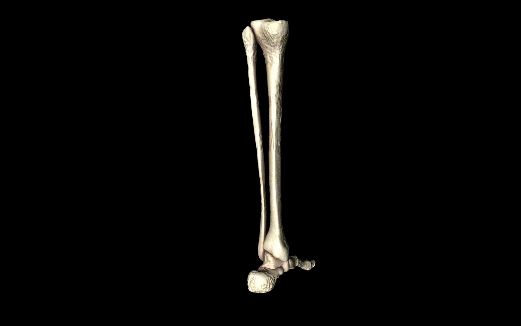 3d ankle joint bones https://p.turbosquid.com/ts-thumb/tc/ST3Uno/KubQ9yEi/32/jpg/1374744582/1920x1080/fit_q87/0a7fdd4f76461b1c83ad0b8493525340896e5883/32.jpg