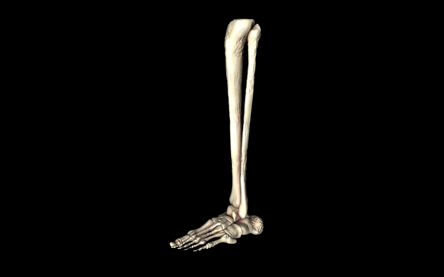 3d ankle joint bones https://p.turbosquid.com/ts-thumb/tc/ST3Uno/L4j3iLIl/53/jpg/1374744760/1920x1080/fit_q87/9e9312828e32e927fd9c906ecf80f8d44679c6b7/53.jpg