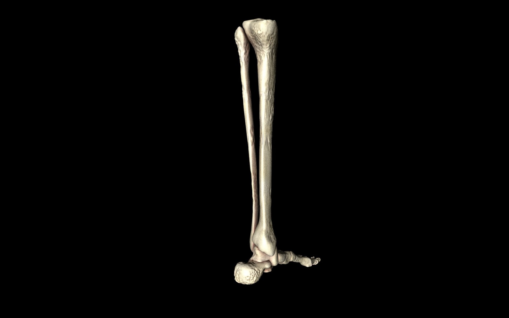3d ankle joint bones https://p.turbosquid.com/ts-thumb/tc/ST3Uno/LOplPbfH/30/jpg/1374744568/1920x1080/fit_q87/f9cef70dbf8ae72d3fec5a247293989b0e67973b/30.jpg