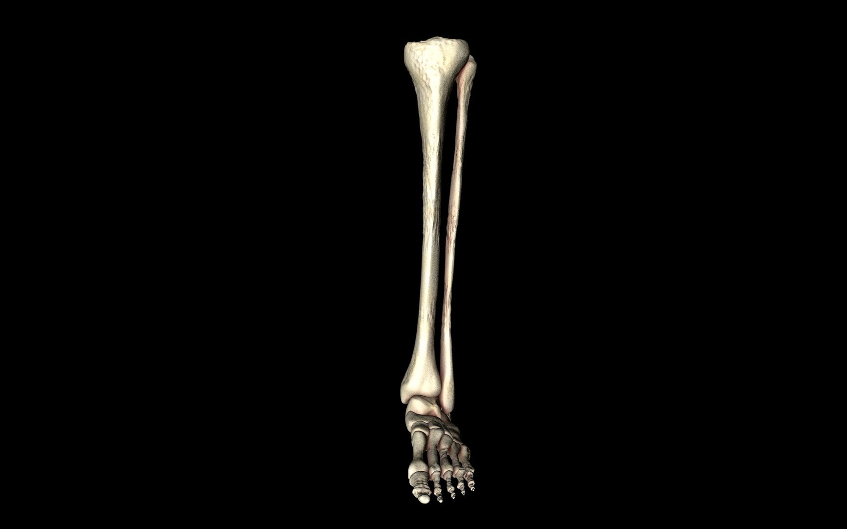 3d ankle joint bones https://p.turbosquid.com/ts-thumb/tc/ST3Uno/LmYB7V87/2/jpg/1374744310/1920x1080/fit_q87/31475a4461c423fa246496a72ecdcdda0d57333b/2.jpg
