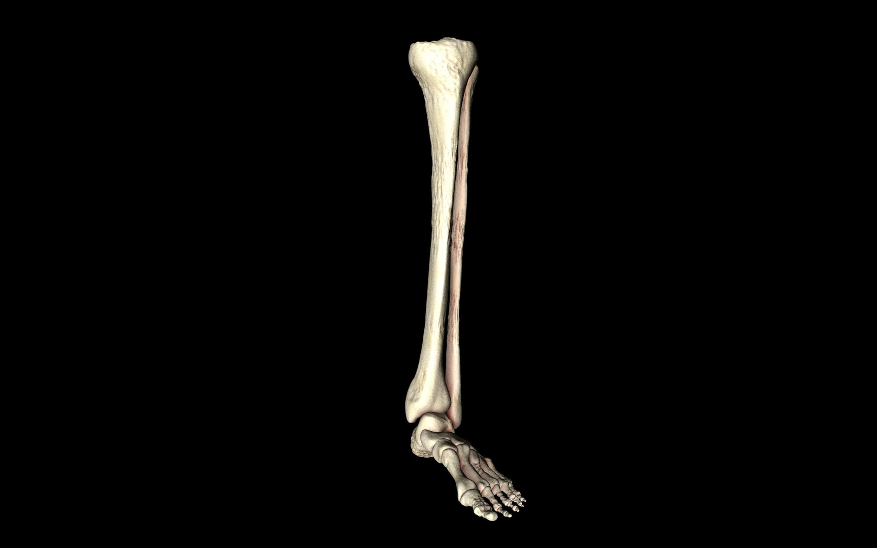 3d ankle joint bones https://p.turbosquid.com/ts-thumb/tc/ST3Uno/Vi0EDOXQ/11/jpg/1374744382/1920x1080/fit_q87/f103ce73826ea72fac939ed7c639fe8a0cc683bf/11.jpg