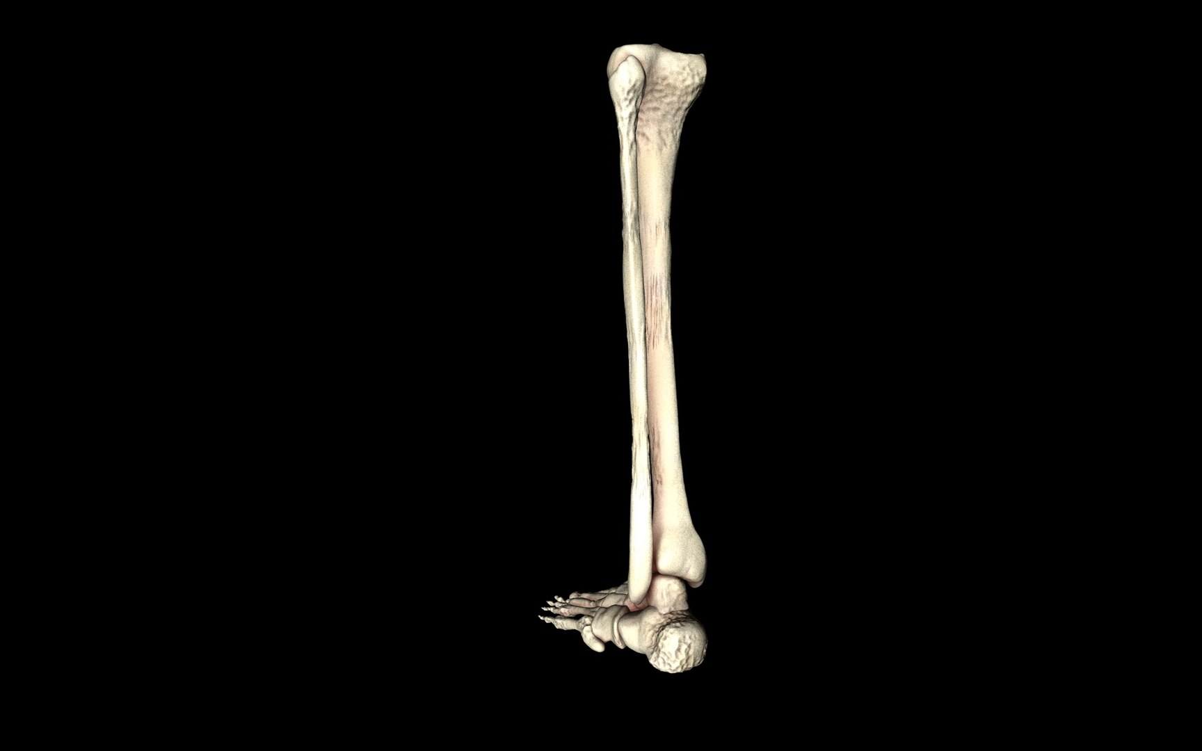 3d ankle joint bones https://p.turbosquid.com/ts-thumb/tc/ST3Uno/VkaZHGwn/40/jpg/1374744650/1920x1080/fit_q87/629f17c3bd08adbde7286a00422ca5bb716bcc7c/40.jpg