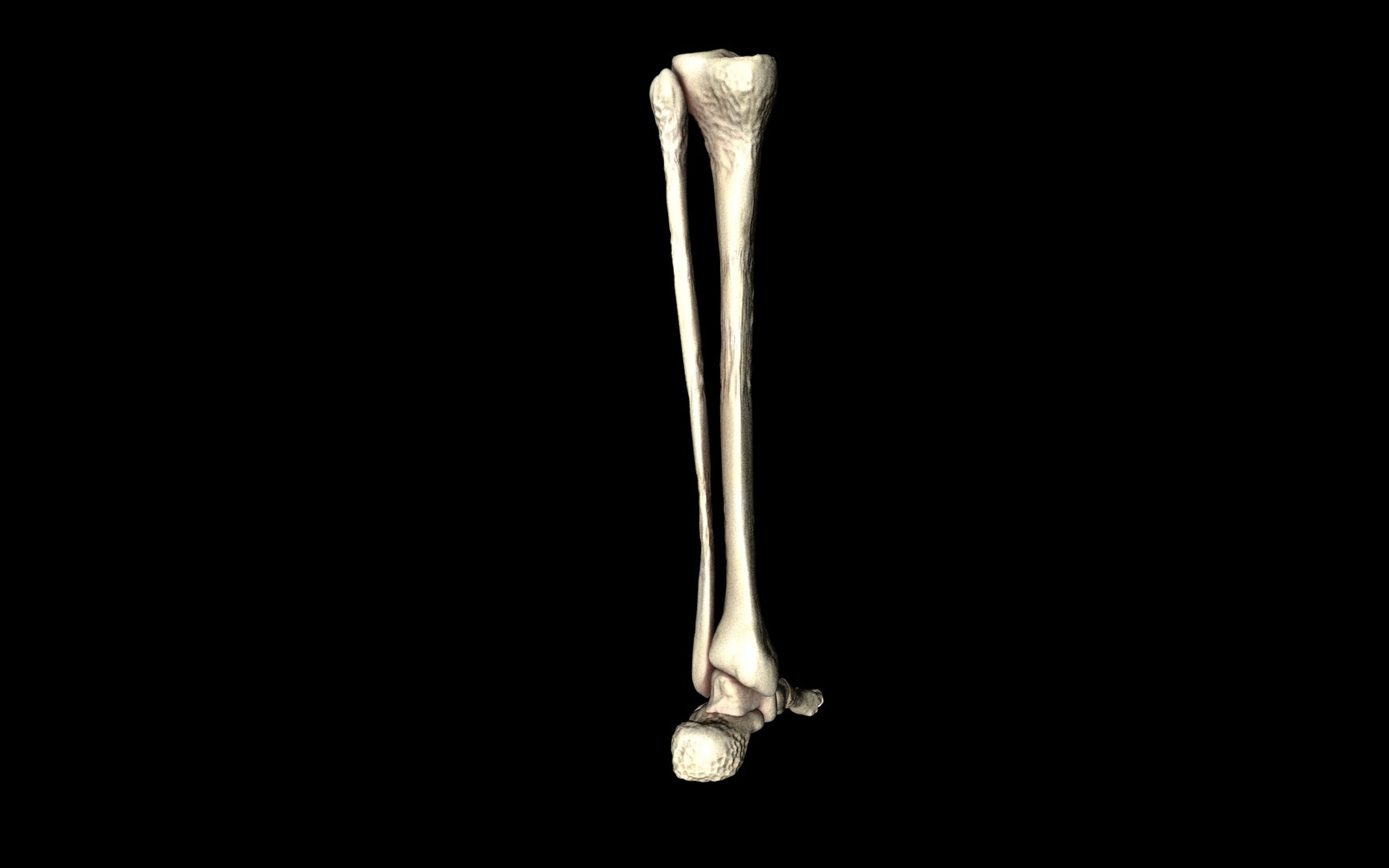 3d ankle joint bones https://p.turbosquid.com/ts-thumb/tc/ST3Uno/WngMp6Ds/33/jpg/1374744589/1920x1080/fit_q87/0c5d54c8a7ced7d36b722e6c2f117efd416fb18a/33.jpg