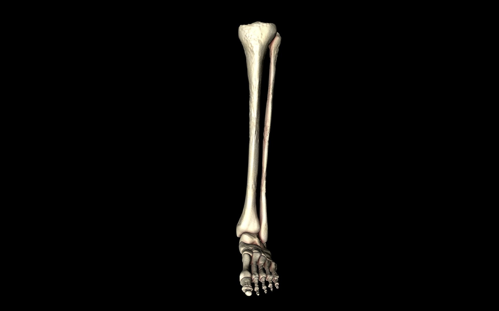 3d ankle joint bones https://p.turbosquid.com/ts-thumb/tc/ST3Uno/XdfwB7yE/71/jpg/1374744905/1920x1080/fit_q87/24edf555c6b998bf171888800e92377fa84adc6e/71.jpg