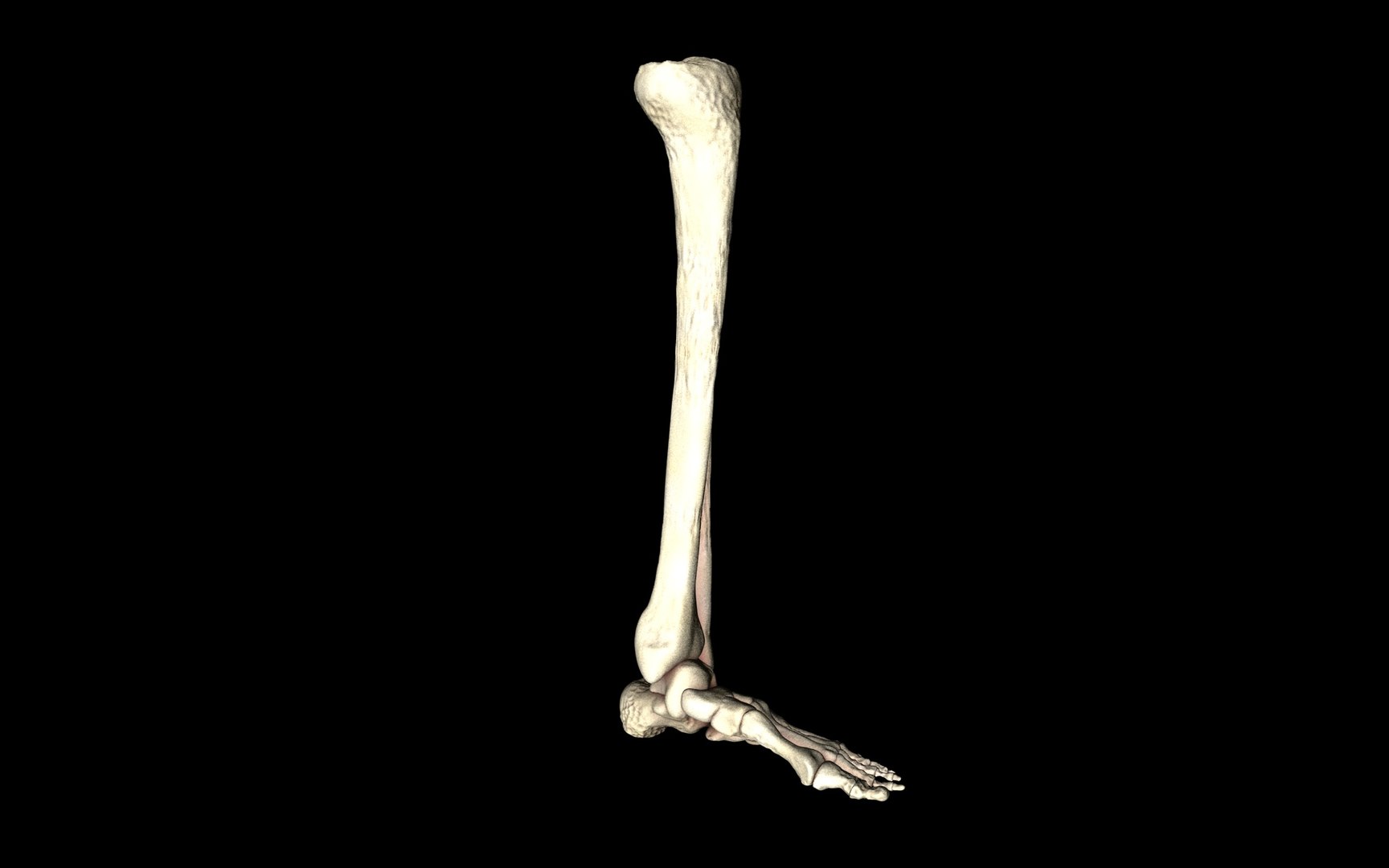 3d ankle joint bones https://p.turbosquid.com/ts-thumb/tc/ST3Uno/YIv38qDA/18/jpg/1374744442/1920x1080/fit_q87/0052ffffd0c2cd67c4f6e372aa752f264974a0b3/18.jpg