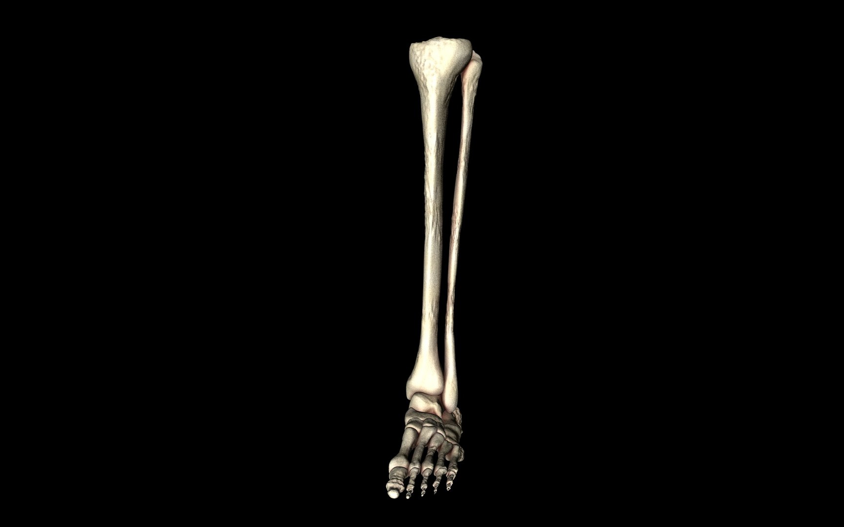 3d ankle joint bones https://p.turbosquid.com/ts-thumb/tc/ST3Uno/bBqeL8vF/64/jpg/1374744848/1920x1080/fit_q87/e0251f4effca05987f7532967a224ee75d074899/64.jpg
