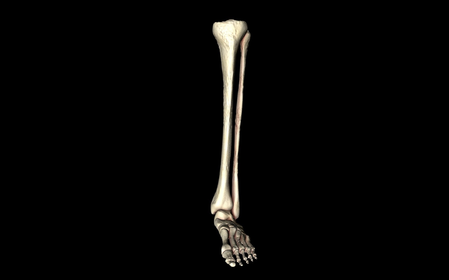 3d ankle joint bones https://p.turbosquid.com/ts-thumb/tc/ST3Uno/e7MZ6Zsb/6/jpg/1374744349/1920x1080/fit_q87/9aca3355e97ac2db65a8d9dc682c0502586bf16a/6.jpg