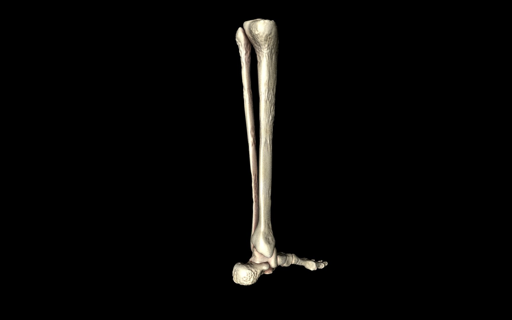 3d ankle joint bones https://p.turbosquid.com/ts-thumb/tc/ST3Uno/iJab0QAZ/29/jpg/1374744559/1920x1080/fit_q87/a294dd7350385fd7016dbd485ac6d3d2ad5b7059/29.jpg