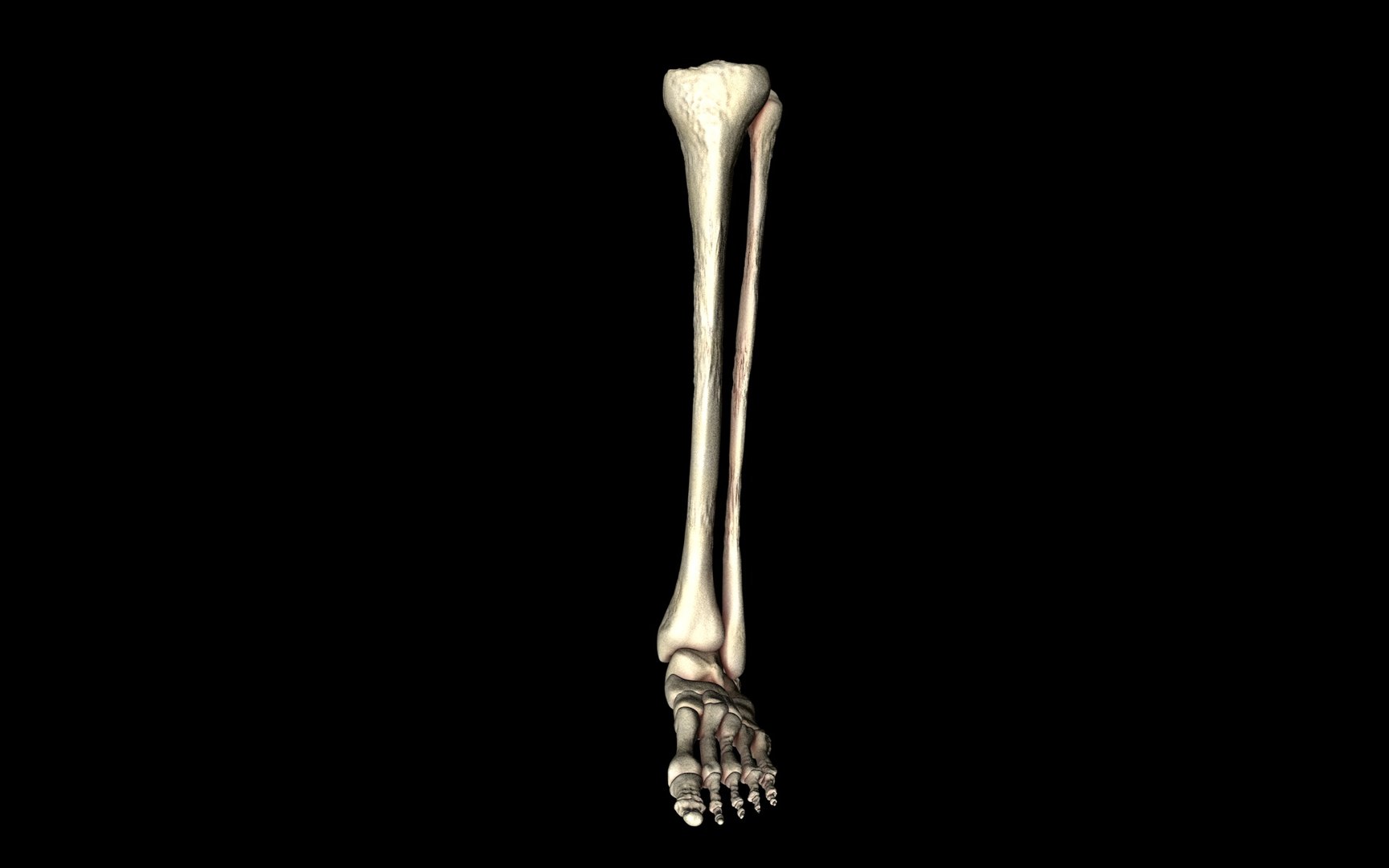 3d ankle joint bones https://p.turbosquid.com/ts-thumb/tc/ST3Uno/iPw1sgVj/1/jpg/1374744304/1920x1080/fit_q87/4891eb24c3946d7710371b31f53db72744d813a0/1.jpg