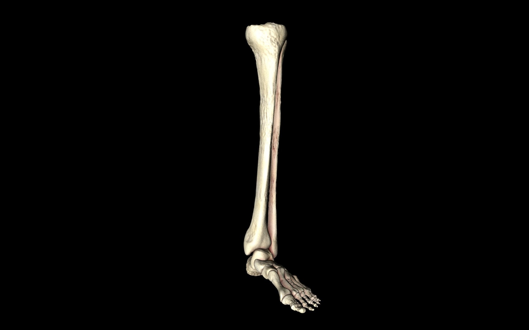 3d ankle joint bones https://p.turbosquid.com/ts-thumb/tc/ST3Uno/ihocdsZb/12/jpg/1374744389/1920x1080/fit_q87/c0bad04445f09abbffbc89925218807b4a411c9d/12.jpg