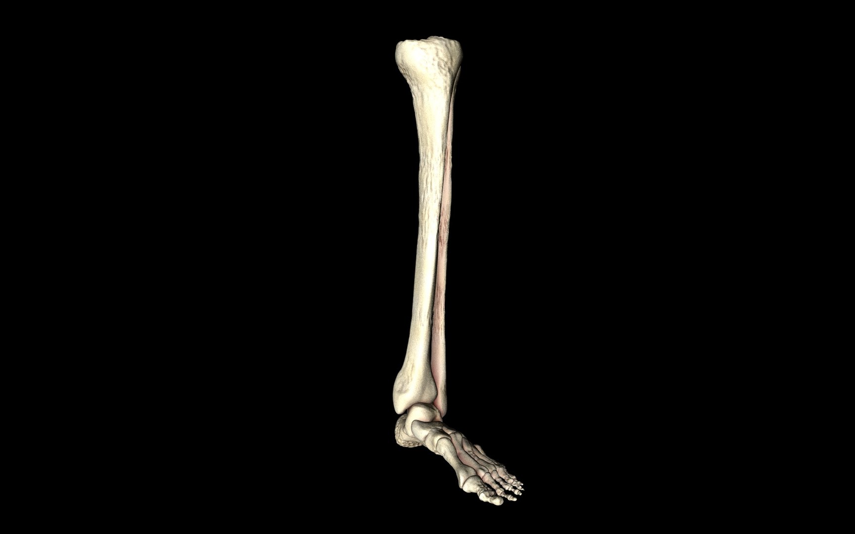 3d ankle joint bones https://p.turbosquid.com/ts-thumb/tc/ST3Uno/js4yhiZj/13/jpg/1374744395/1920x1080/fit_q87/888a4ec1153e2a2dc48dd280b40f86522e19f325/13.jpg