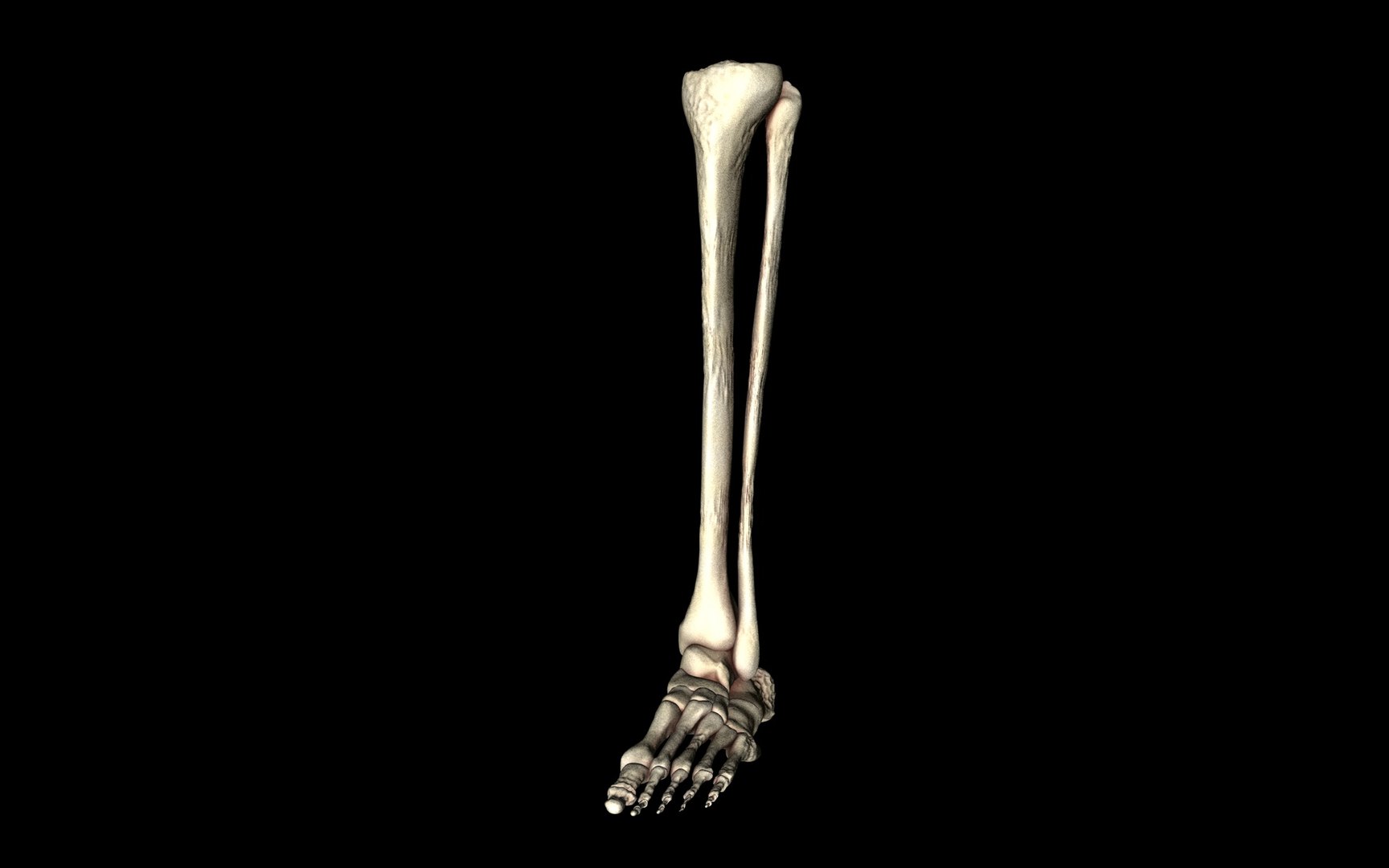 3d ankle joint bones https://p.turbosquid.com/ts-thumb/tc/ST3Uno/kbIdzVkE/61/jpg/1374744815/1920x1080/fit_q87/6699a2e7f47032158d18c79ef0874da8969d51b1/61.jpg