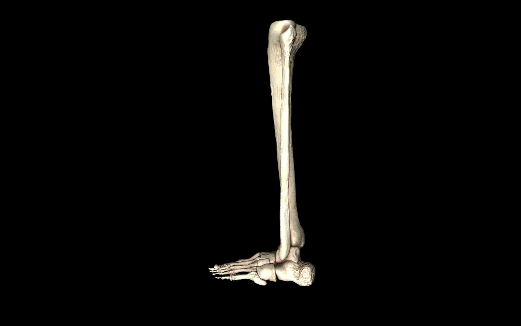 3d ankle joint bones https://p.turbosquid.com/ts-thumb/tc/ST3Uno/ktA1HAnV/45/jpg/1374744702/1920x1080/fit_q87/9c651e40ee513a98ec13252ff1a475eeb75b41bf/45.jpg