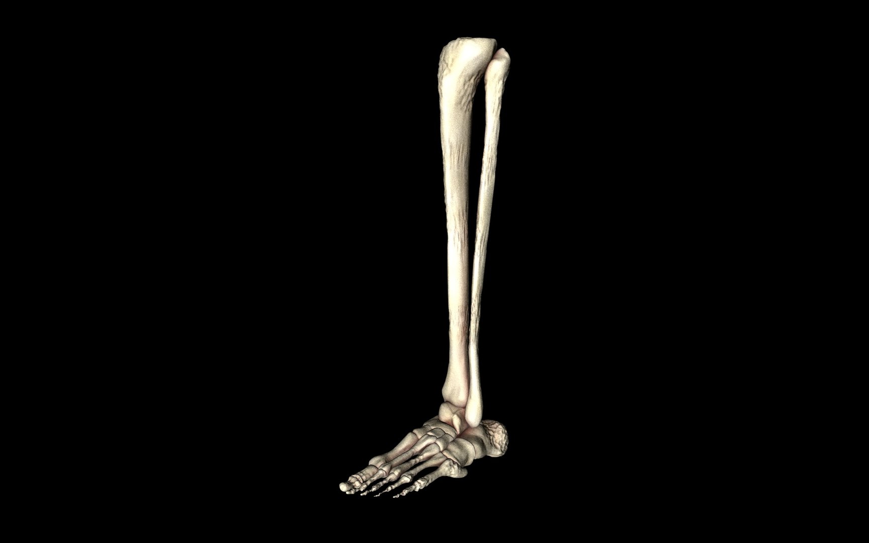 3d ankle joint bones https://p.turbosquid.com/ts-thumb/tc/ST3Uno/lFHmd7bc/55/jpg/1374744773/1920x1080/fit_q87/262f49b202918718472ba3106c1cbebd478a23a6/55.jpg