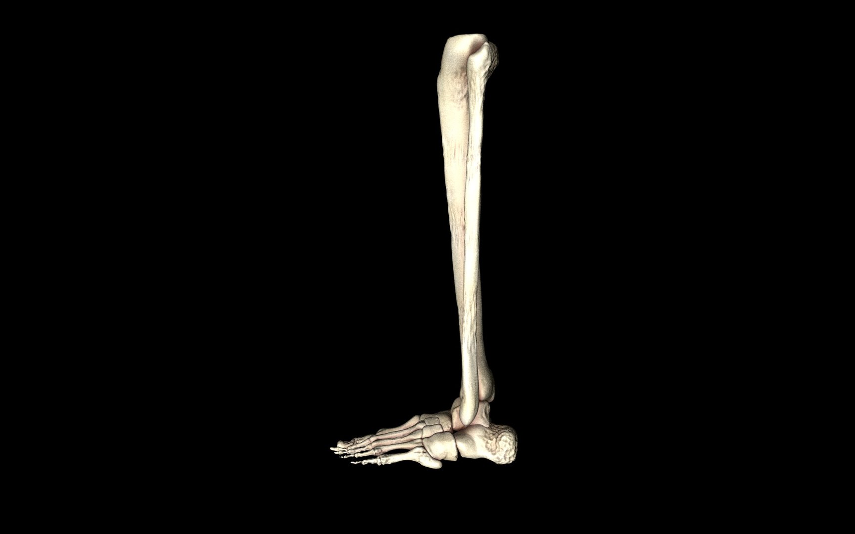 3d ankle joint bones https://p.turbosquid.com/ts-thumb/tc/ST3Uno/lGfpf2lv/47/jpg/1374744716/1920x1080/fit_q87/072a9a6c88aa5de426560fc881b0ed03751aa522/47.jpg
