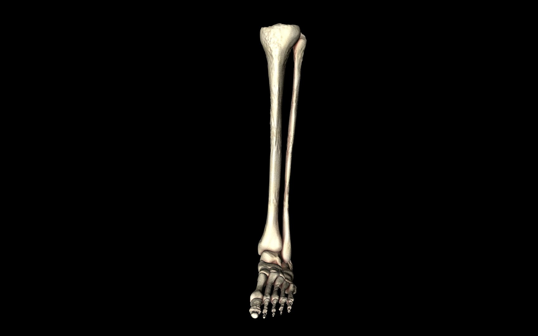 3d ankle joint bones https://p.turbosquid.com/ts-thumb/tc/ST3Uno/mbDzD2st/65/jpg/1374744857/1920x1080/fit_q87/f62cdc4c3924dc20219239ad4f77a3f2eb4e294d/65.jpg