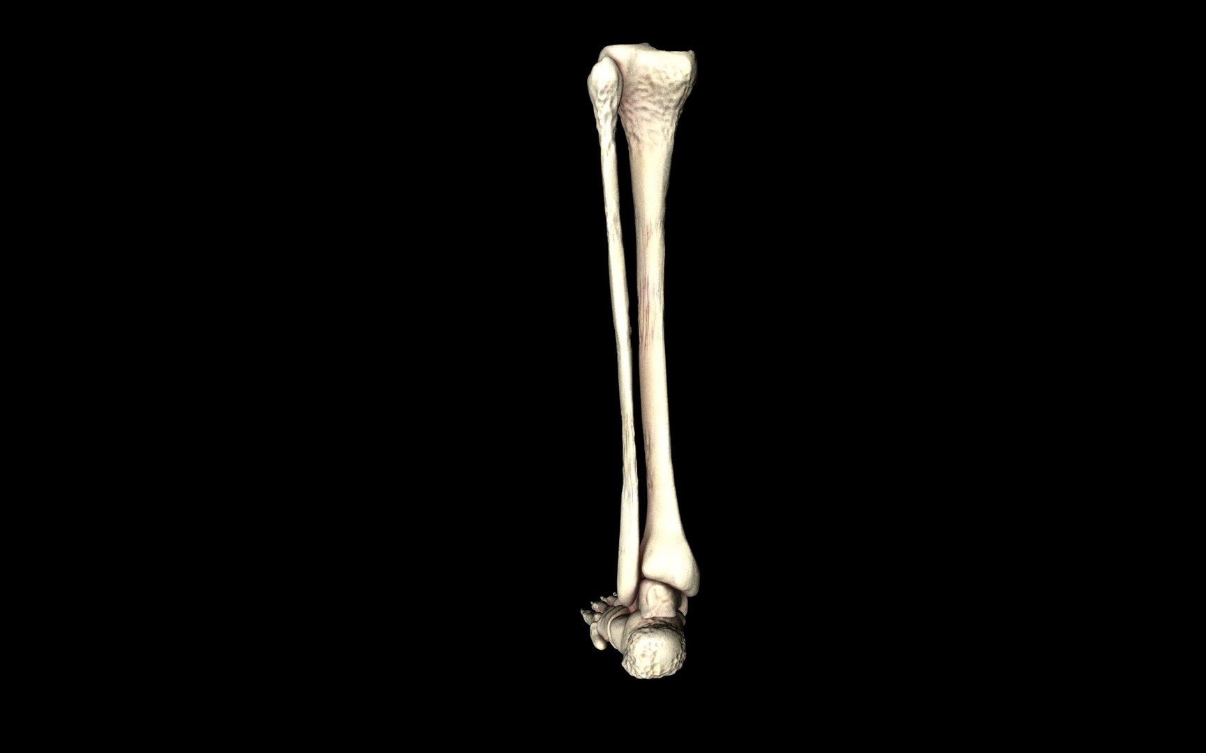 3d ankle joint bones https://p.turbosquid.com/ts-thumb/tc/ST3Uno/nMQq917X/37/jpg/1374744626/1920x1080/fit_q87/6b0a97f75af96a8b5326bc94af751412fa27c097/37.jpg