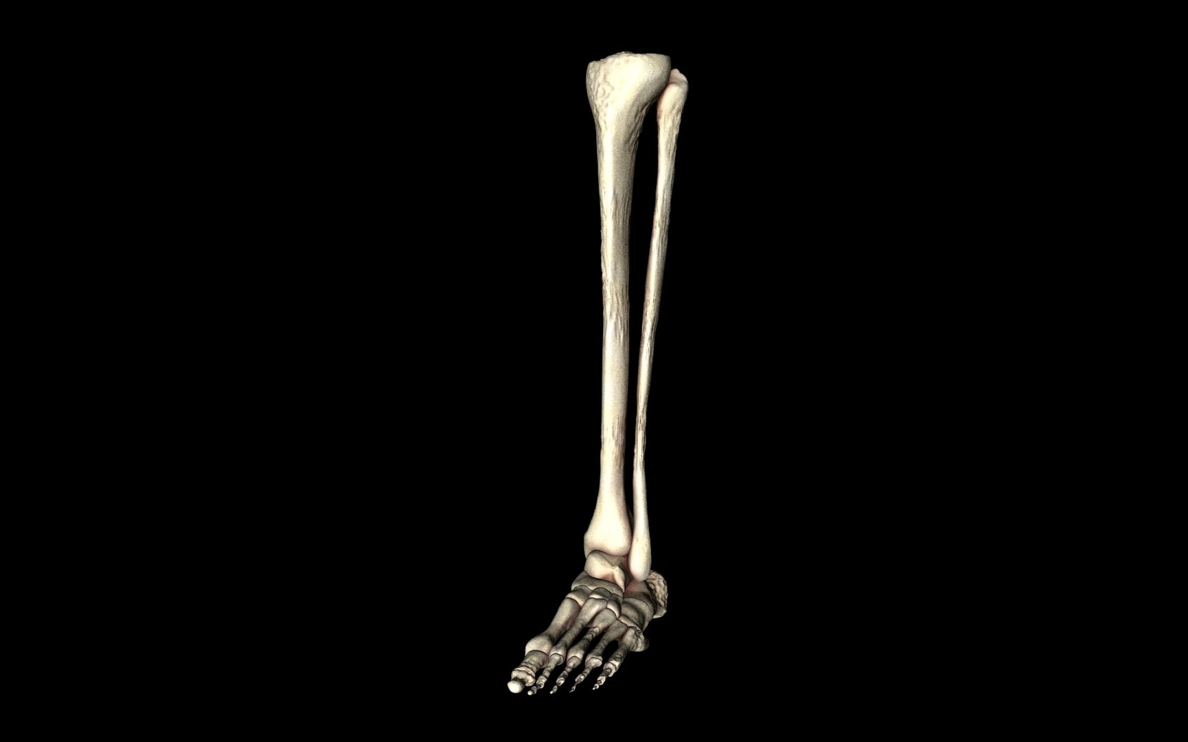 3d ankle joint bones https://p.turbosquid.com/ts-thumb/tc/ST3Uno/pqjpZ8Wo/60/jpg/1374744806/1920x1080/fit_q87/a1207bd12f6156f7e195c640b86ed1ca400d123a/60.jpg