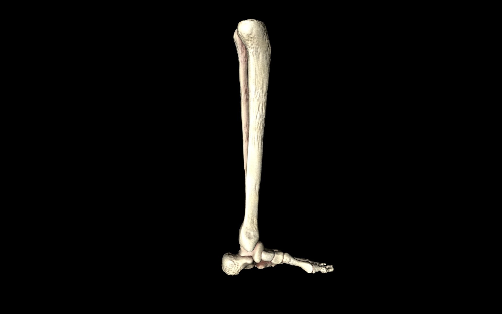3d ankle joint bones https://p.turbosquid.com/ts-thumb/tc/ST3Uno/tgD3IYG1/25/jpg/1374744511/1920x1080/fit_q87/4f371f1f71e111aed0f53aa73be5ed350e74ec21/25.jpg