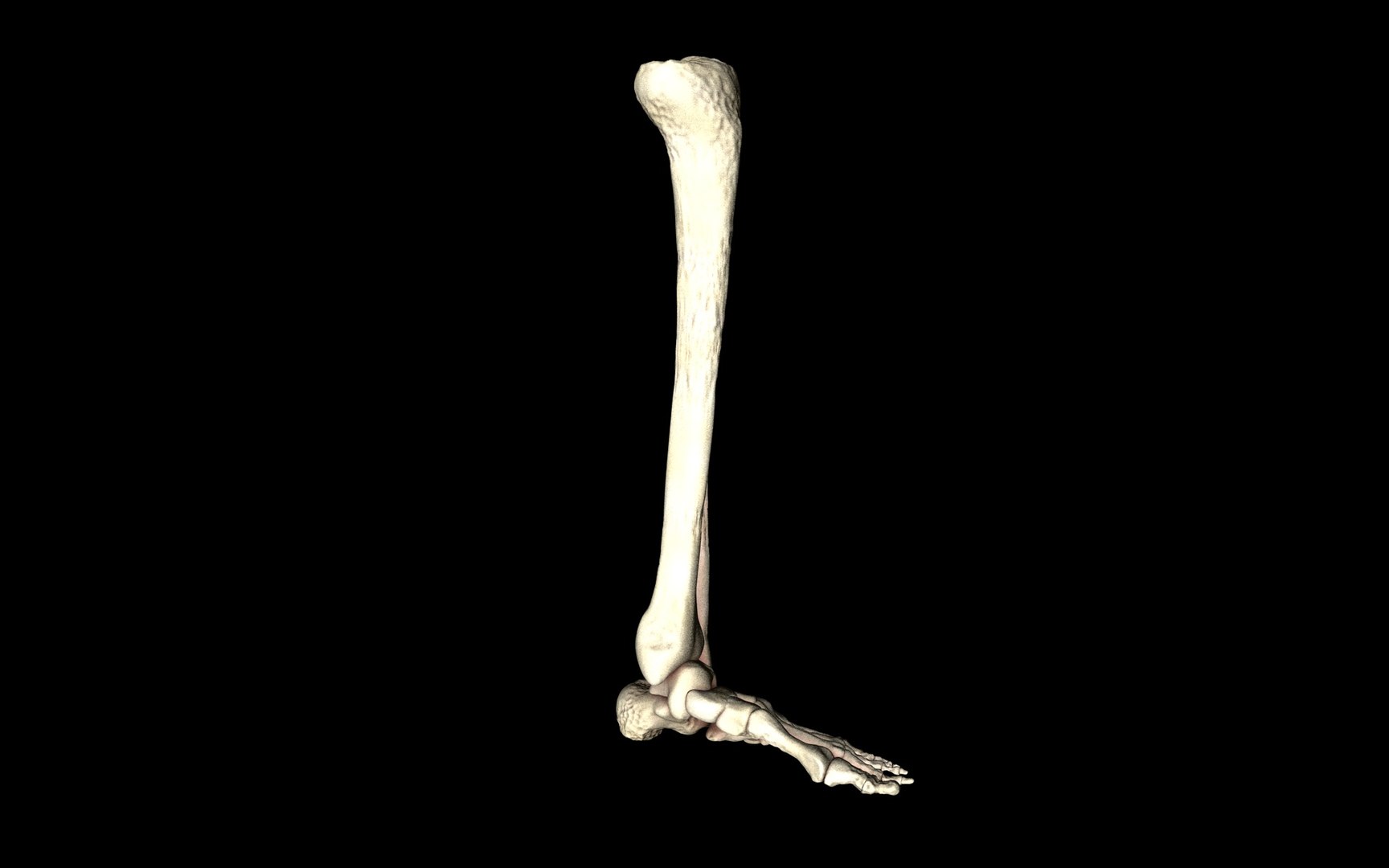 3d ankle joint bones https://p.turbosquid.com/ts-thumb/tc/ST3Uno/uM0vGAzt/19/jpg/1374744455/1920x1080/fit_q87/2eeb4c05cf7eb5362c9b492042e7d22ac15c8fe8/19.jpg