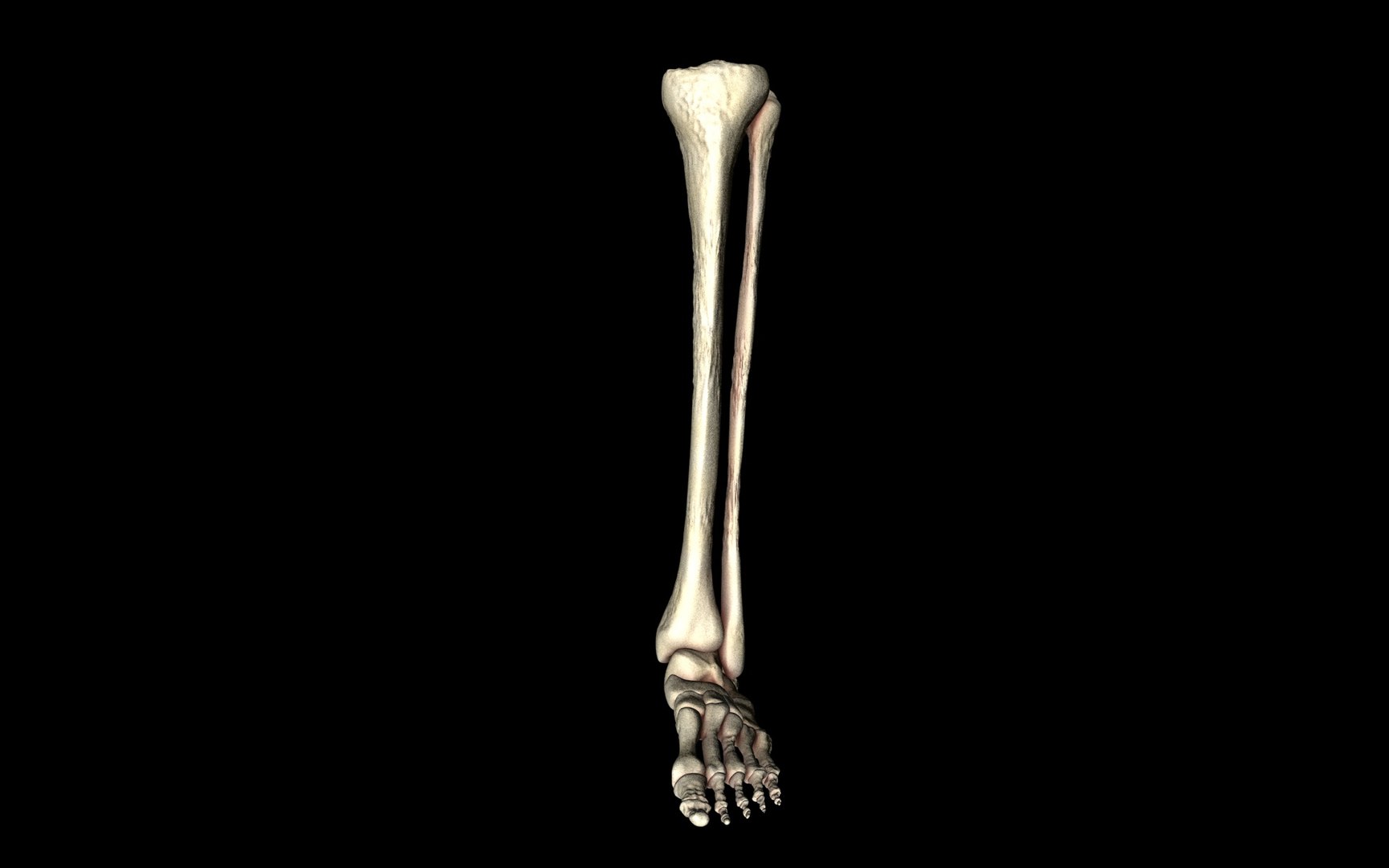 3d ankle joint bones https://p.turbosquid.com/ts-thumb/tc/ST3Uno/xSrxcU11/3/jpg/1374744323/1920x1080/fit_q87/cba82fed621418cb2548d31557a710e7e71529b5/3.jpg