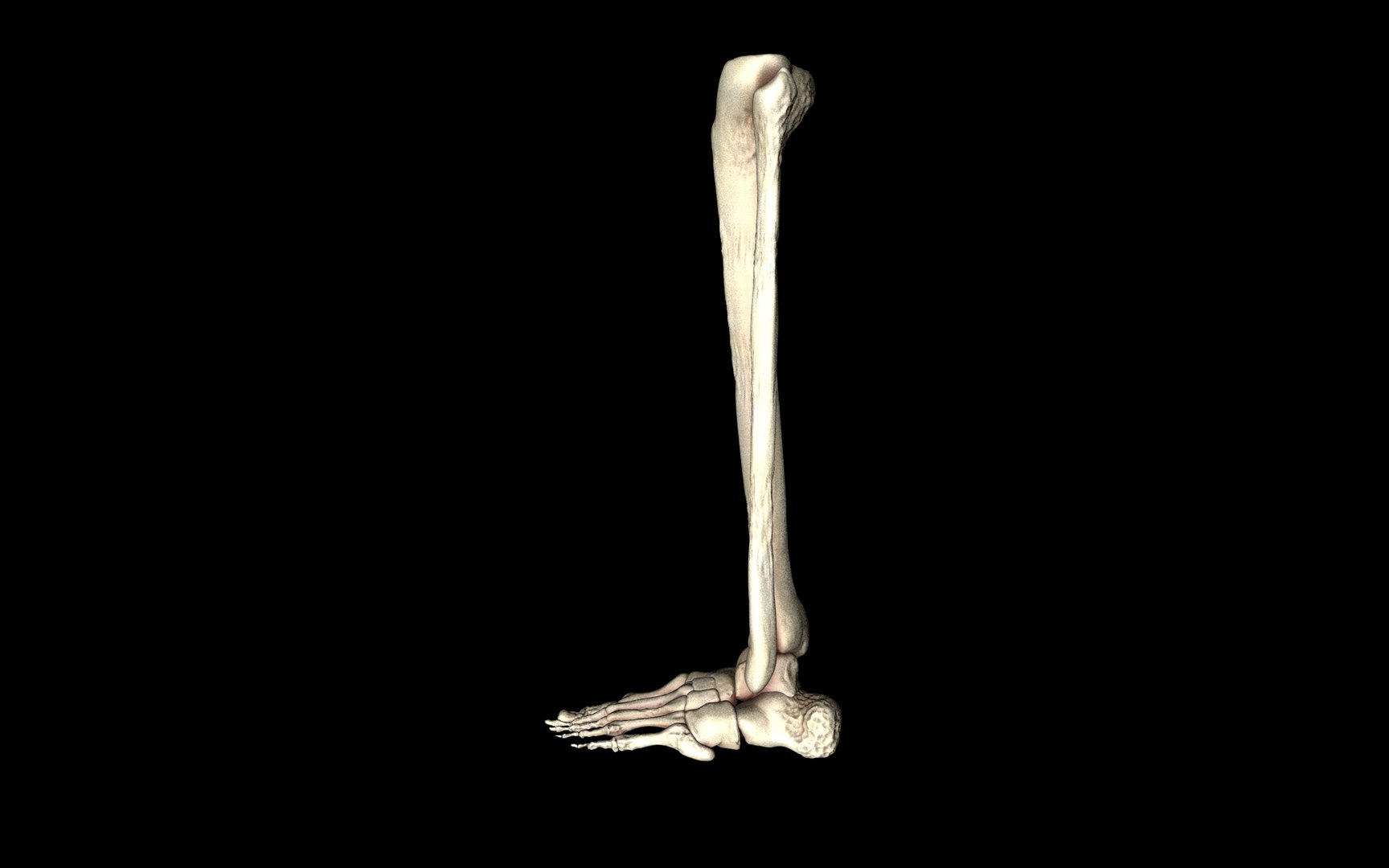3d ankle joint bones https://p.turbosquid.com/ts-thumb/tc/ST3Uno/xj0ffpDA/46/jpg/1374744711/1920x1080/fit_q87/2a36a3c6c13c9a549f5cacae8ccc20d102d4a5bb/46.jpg