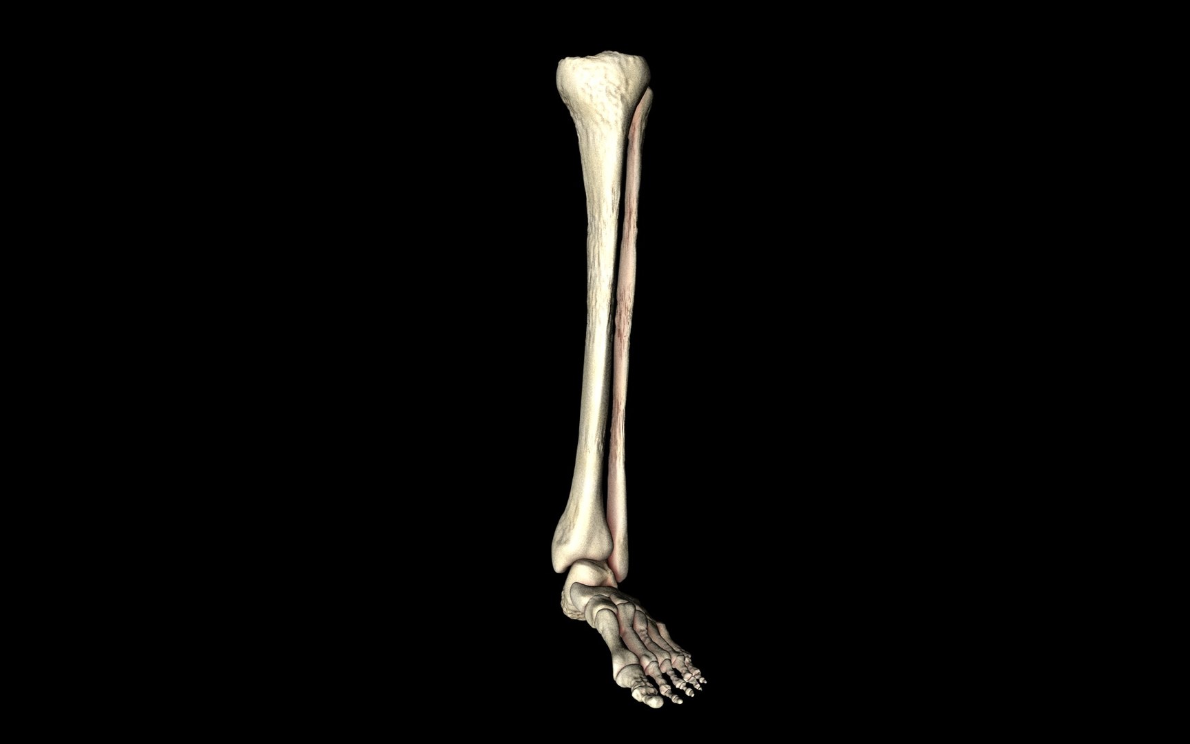 3d ankle joint bones https://p.turbosquid.com/ts-thumb/tc/ST3Uno/zxfP8f4I/10/jpg/1374744373/1920x1080/fit_q87/5dc05e3ede1cf41c14280704d9ecdd9b82b01ed0/10.jpg
