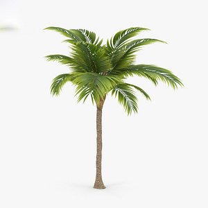 3D model palm tree
