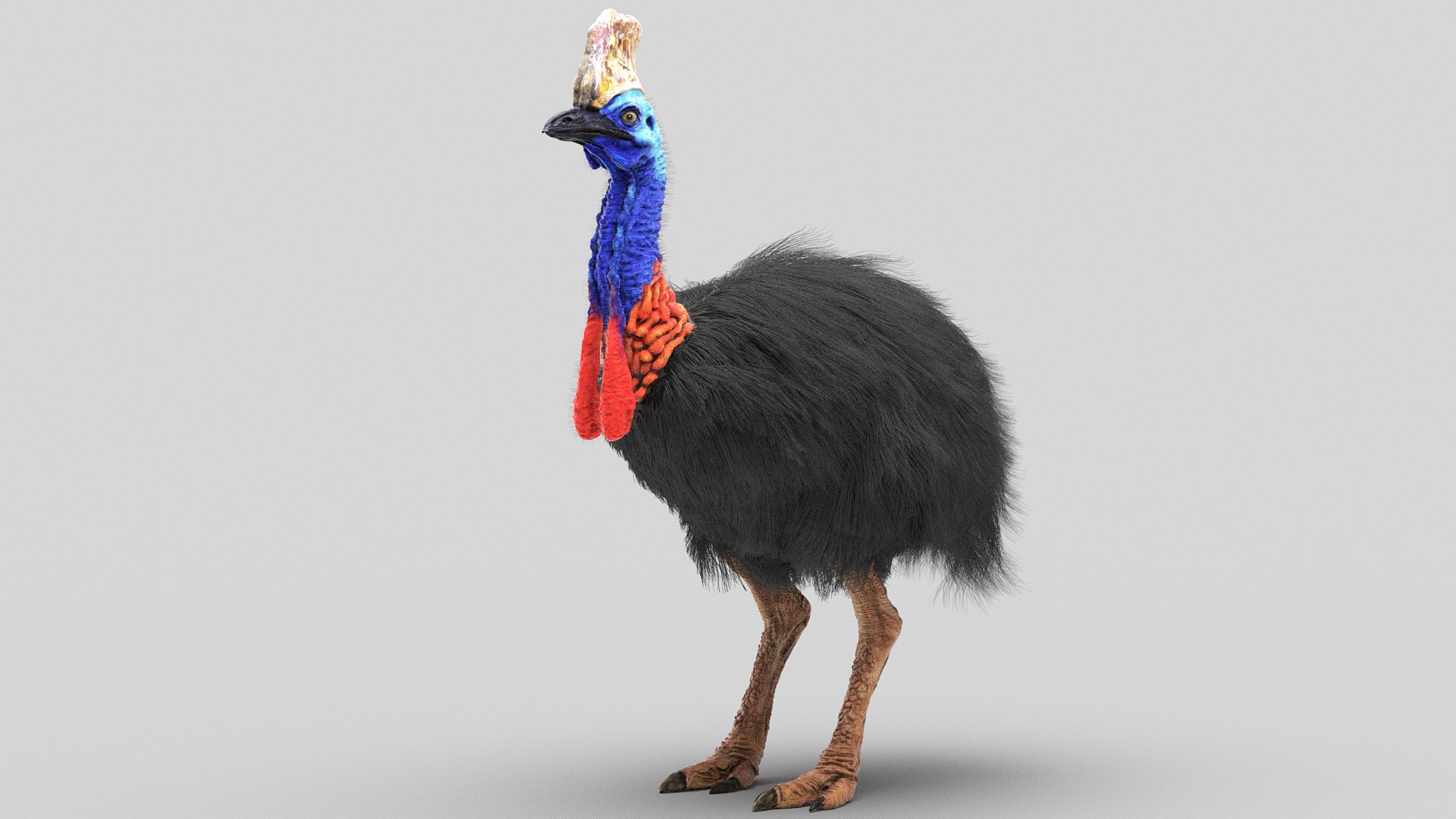 3D Cassowary Hair Fur - TurboSquid 1536536