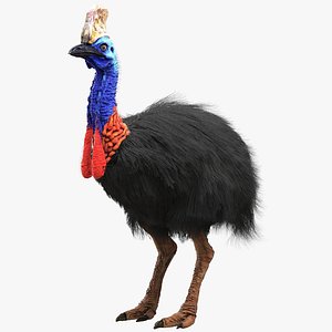 Cassowary