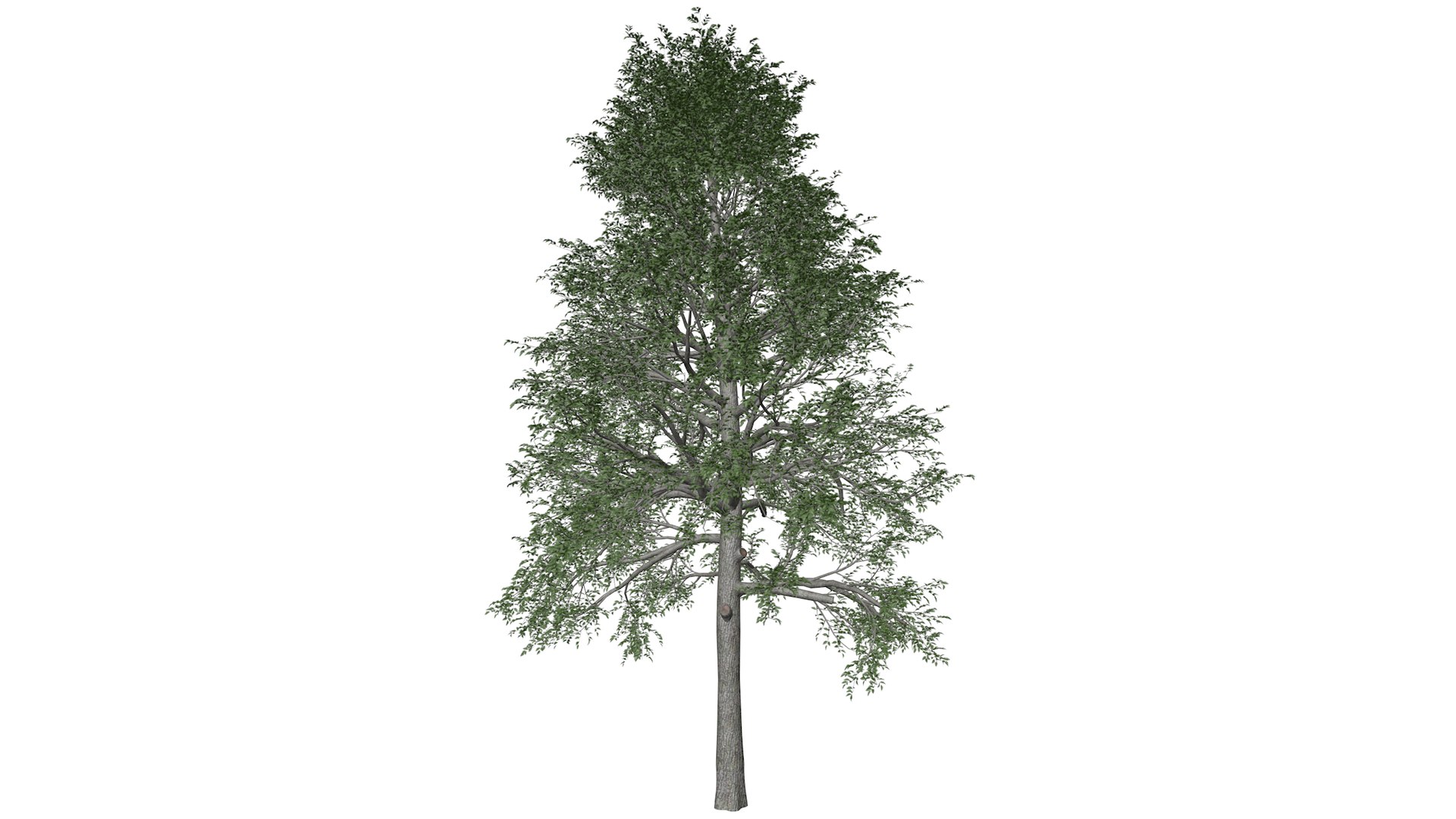 Black Gum Tree Collection 3D https://p.turbosquid.com/ts-thumb/tc/bylHe7/Lu/blackgum_09_030/png/1782387022/1920x1080/fit_q87/e809ff87585a7196711519ac4cfd832056865564/blackgum_09_030.jpg