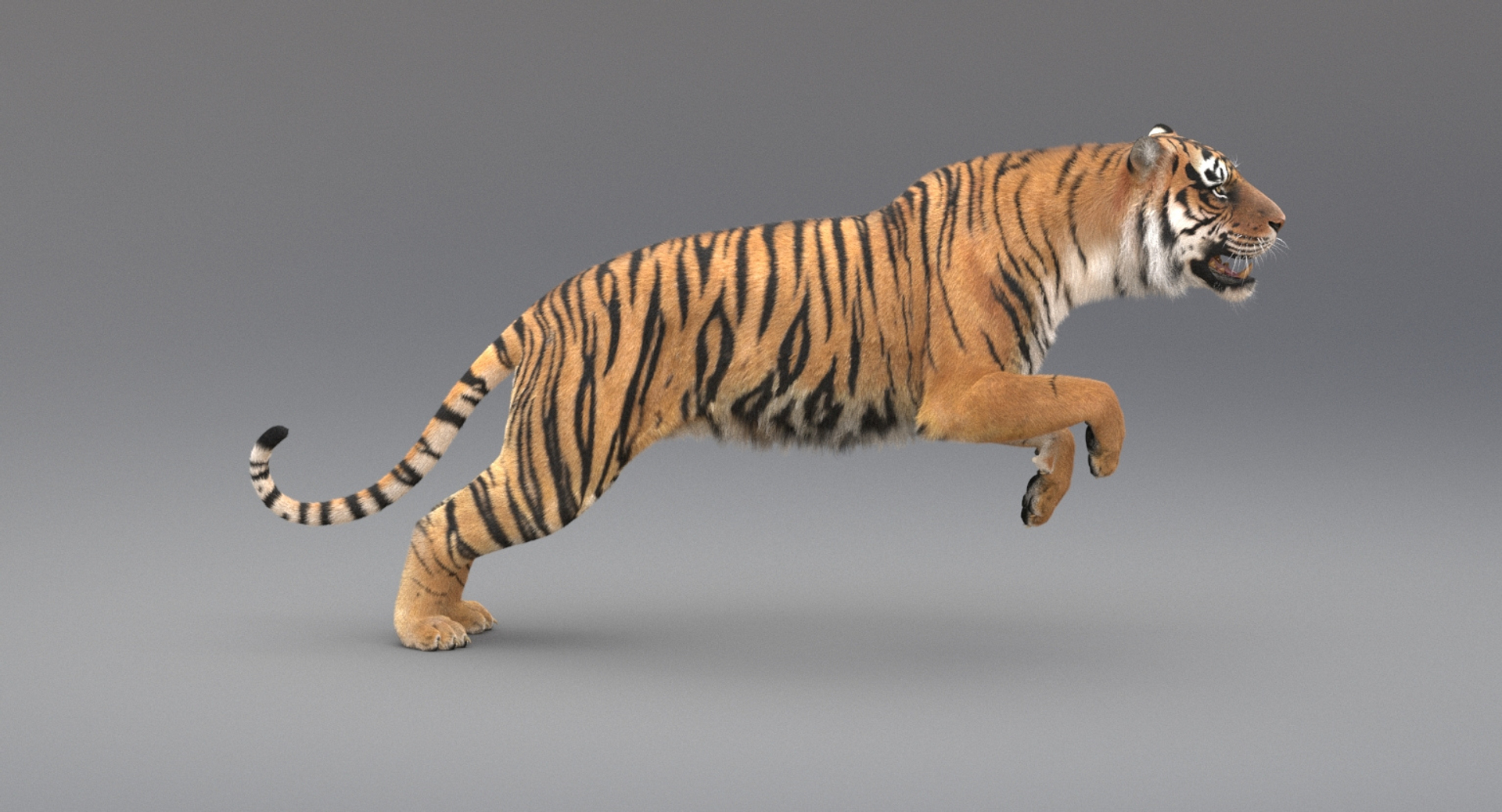 Realistic Rigged Tiger Fur 3d Max