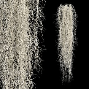 58 spanish moss