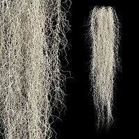 58 spanish moss
