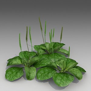 plantago major 3d model