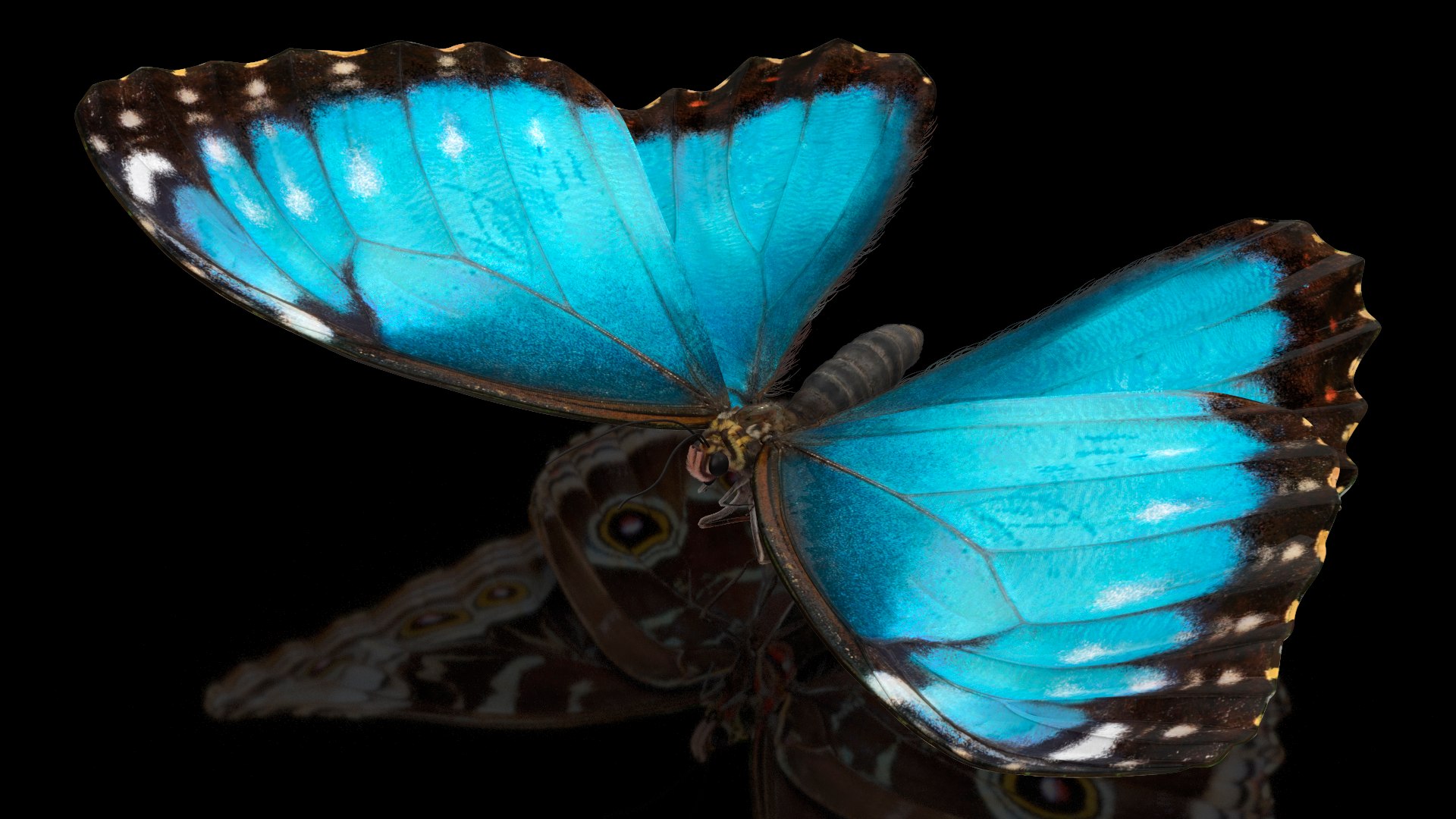 Animated Morpho Peleides Butterfly Flies Fur Rigged model https://p.turbosquid.com/ts-thumb/tc/xKAOCu/1g/animatedmorphopeleidesbutterflyfliesfurriggedvray3dmodel002/jpg/1640877344/1920x1080/fit_q87/a474976af701d9dac0f2ee04a6c53c46aa8c76ea/animatedmorphopeleidesbutterflyfliesfurriggedvray3dmodel002.jpg