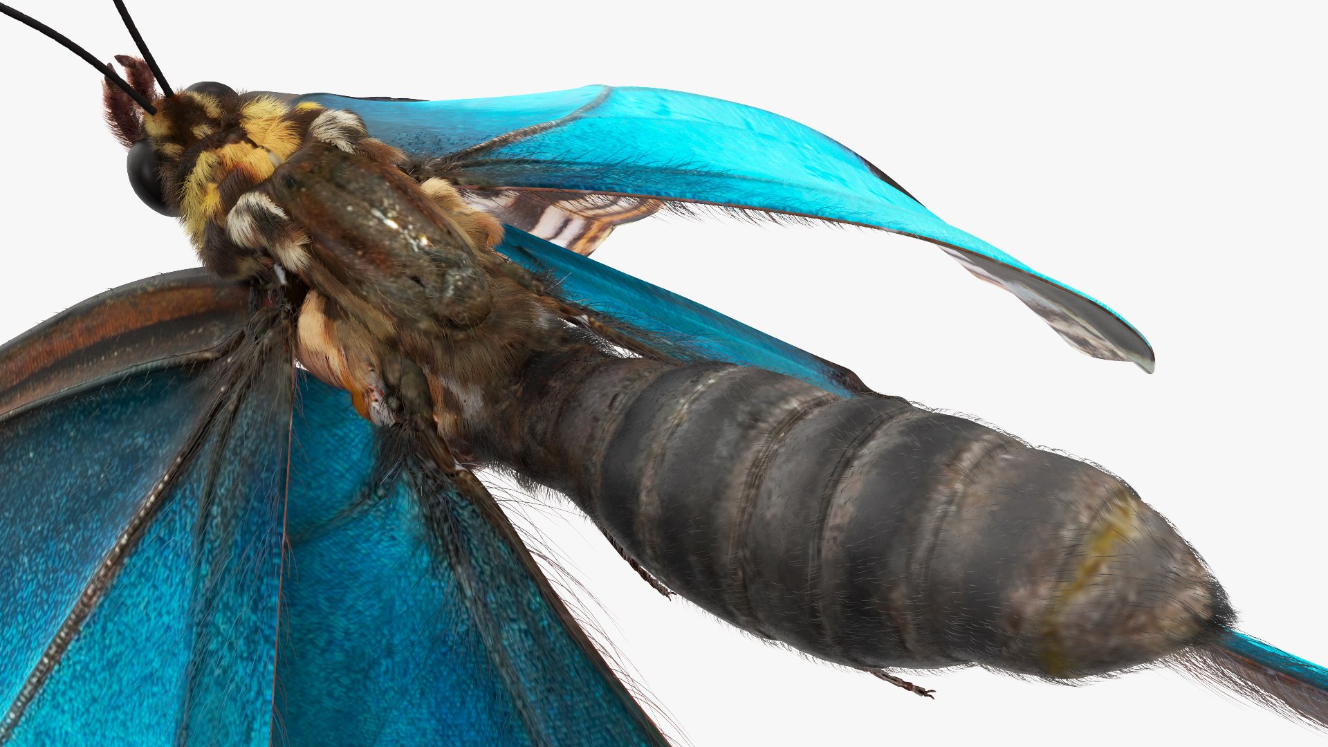 Animated Morpho Peleides Butterfly Flies Fur Rigged model https://p.turbosquid.com/ts-thumb/tc/xKAOCu/7T/animatedmorphopeleidesbutterflyfliesfurriggedvray3dmodel013/jpg/1640877377/1920x1080/fit_q87/7c4d15114277bdccd798e1a585a34b5bf415ba16/animatedmorphopeleidesbutterflyfliesfurriggedvray3dmodel013.jpg