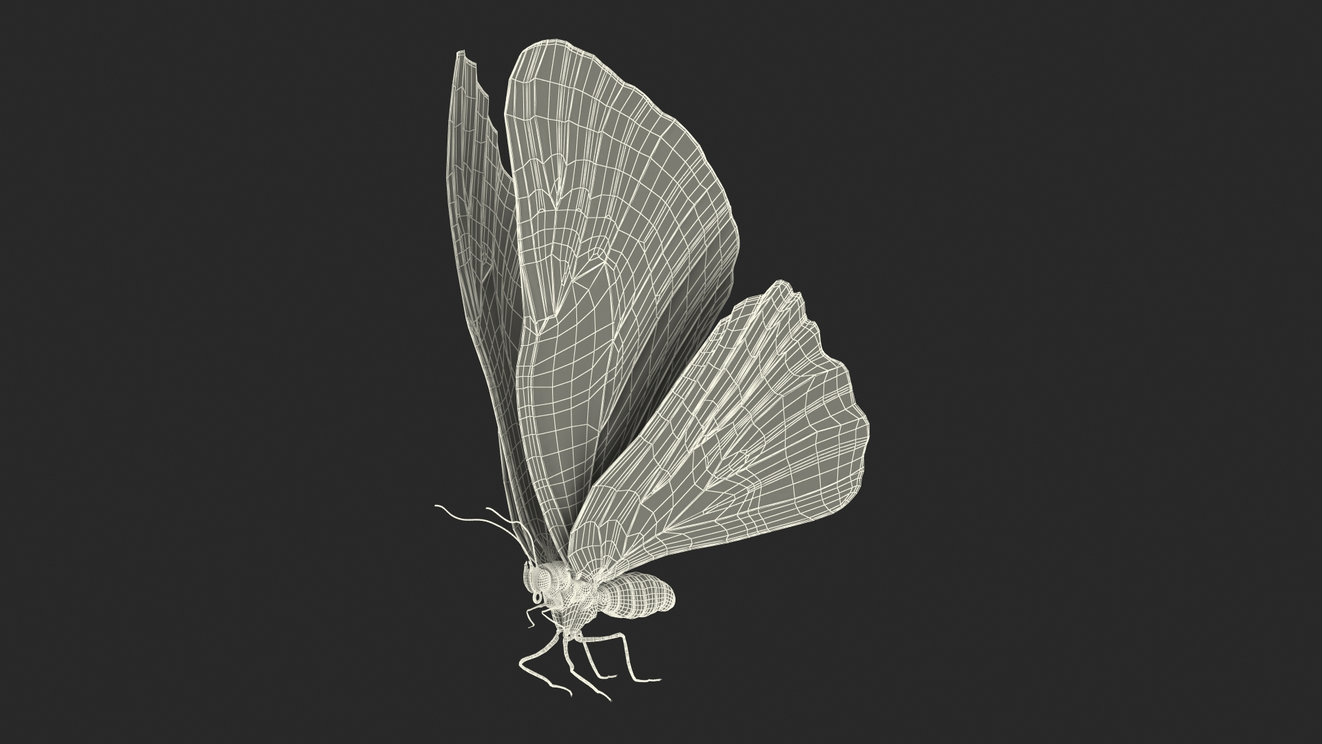 Animated Morpho Peleides Butterfly Flies Fur Rigged model https://p.turbosquid.com/ts-thumb/tc/xKAOCu/AX/animated_morpho_peleides_butterfly_flies_fur_rigged_361/jpg/1640877737/1920x1080/turn_fit_q99/d2343af0423d4011b976d8ec08608d187b7ce082/animated_morpho_peleides_butterfly_flies_fur_rigged_361-1.jpg